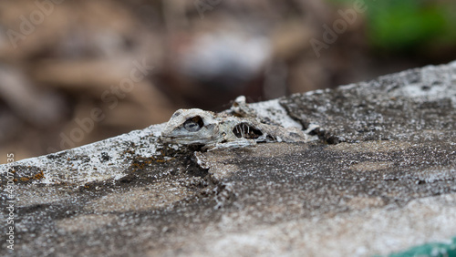 The corpse of a long-dead chameleon left only bones.
