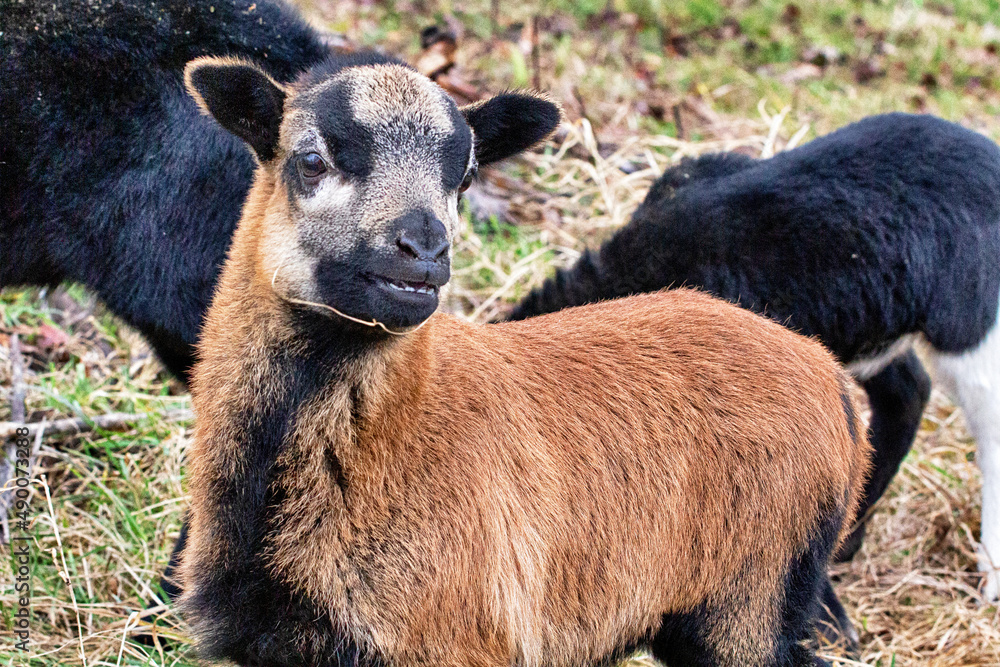 Bunte Lämmer der Kamerun Schafe