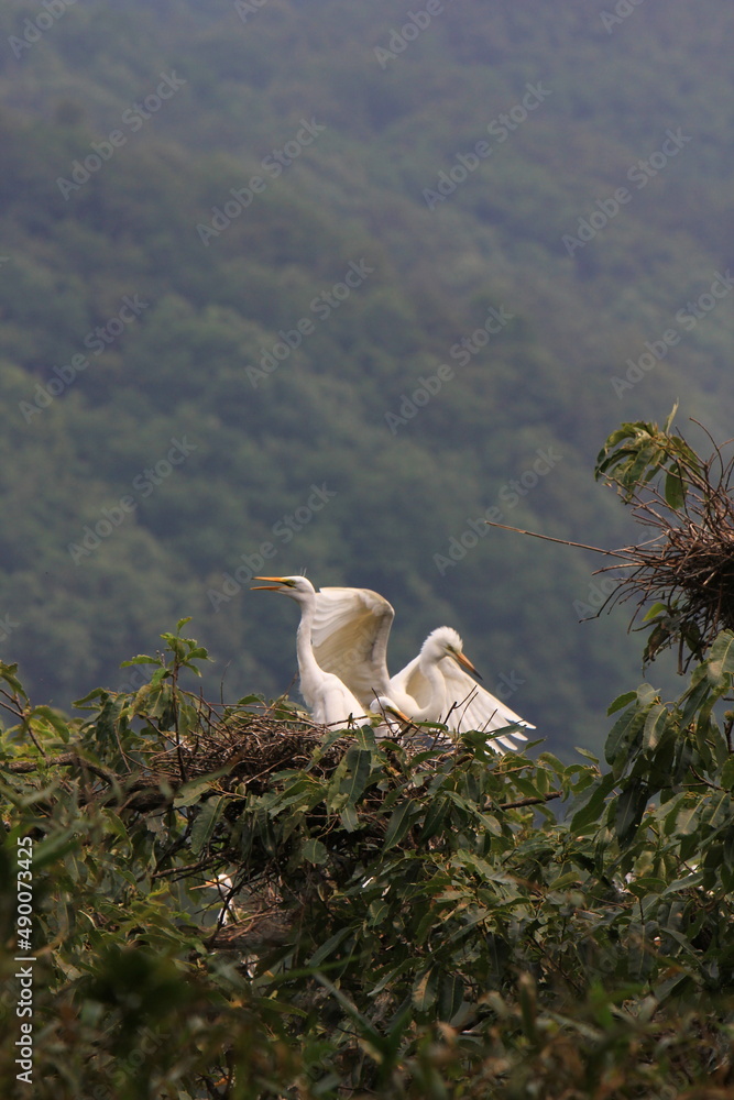 Fototapeta premium heron