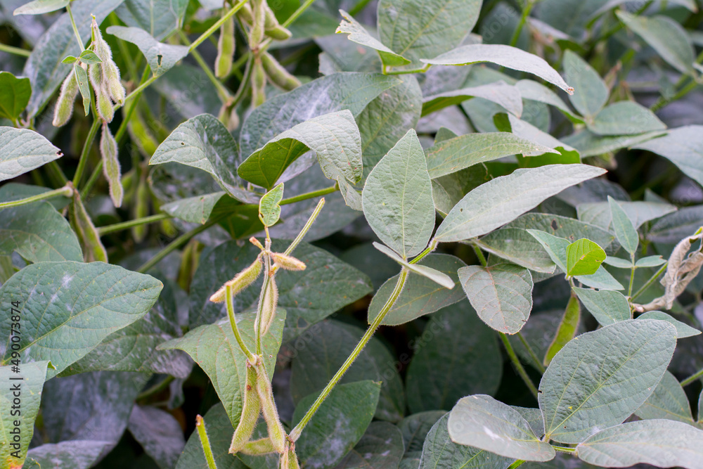 Brazilian soy plantation on sunny day