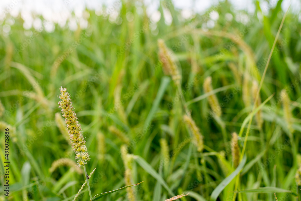 Close-up of a brazilian plant named burr, carrapicho