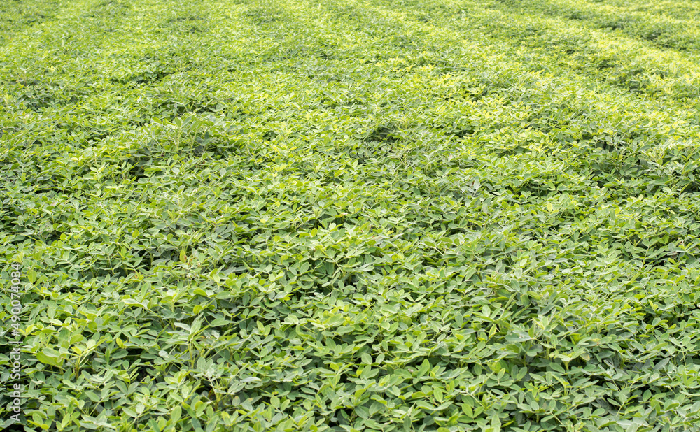 Peanut plantation on a sunny day Peanut plantation on a sunny day