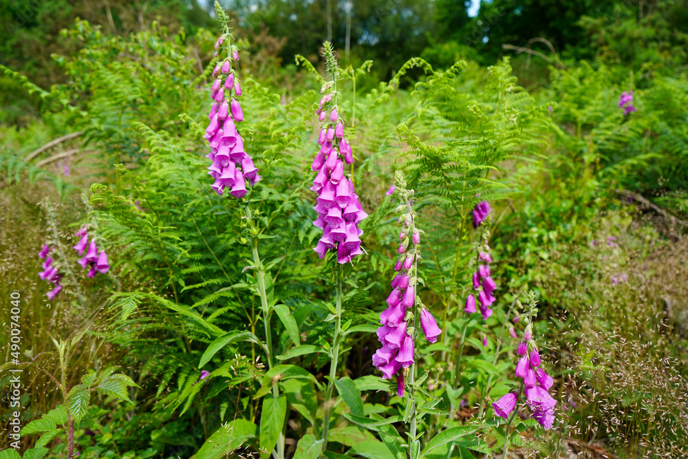 Obraz premium Fox gloves growing in woodland