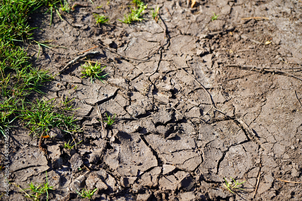 Close up of dried cracked ground with plants growing Close up of dried cracked ground with plants growing