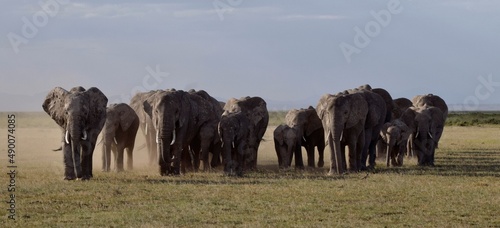 Canvas Print herd of african elephants