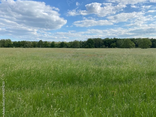 Spring meadow with freshly sprouting grass - Schwanheimer Wiese mit frisch spriessendem Gras im Frühsommer bei wolkig blauem Himmel in Schwanheim, einem Vorort von Frankfurt am Main