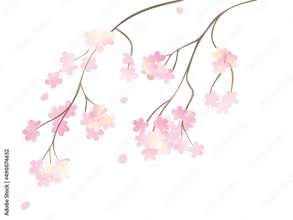 Fototapeta premium 満開の枝垂れ桜イラスト