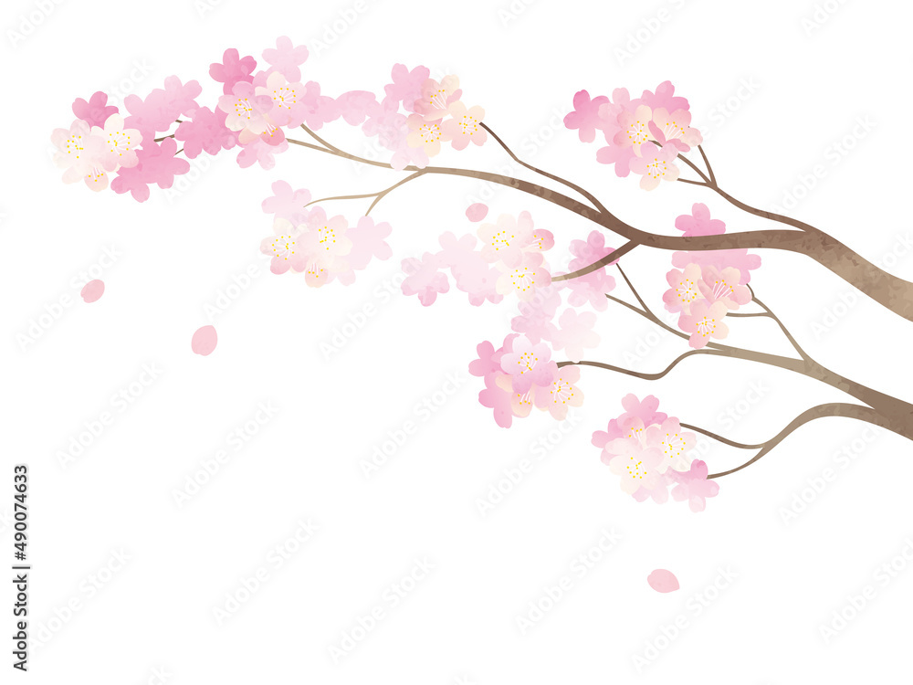 満開の桜の枝イラスト