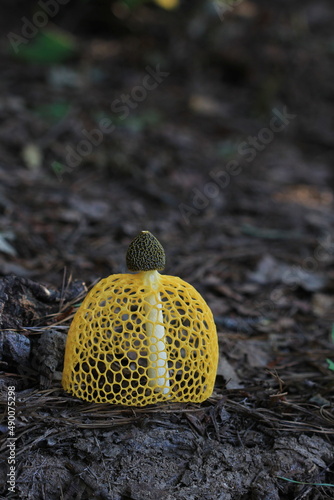 yellow Phallus indusiatus Vent photo