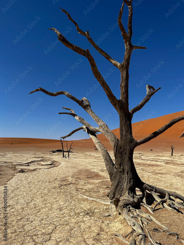 Deadvlei valley, dried lake in desert of Namibia. Sossusvlei dead vlei.