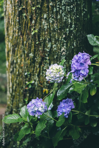 Japanese beautiful hydrangea. 