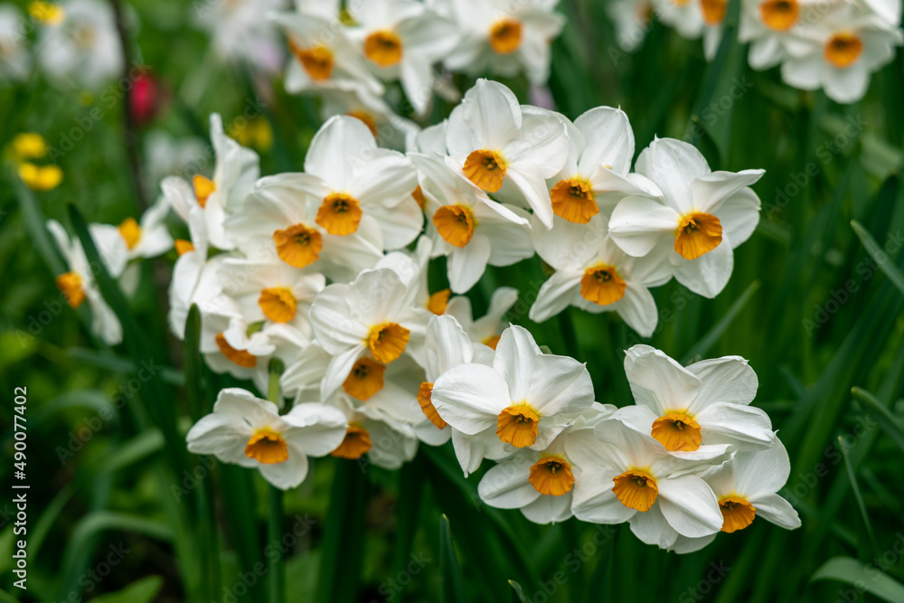 Narcissus Geranium blossoms in the garden in spring Narcissus Geranium blossoms in the garden in spring