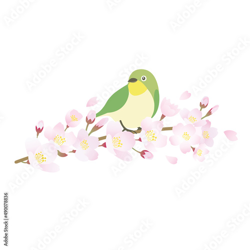桜　春　めじろ　桜の枝
