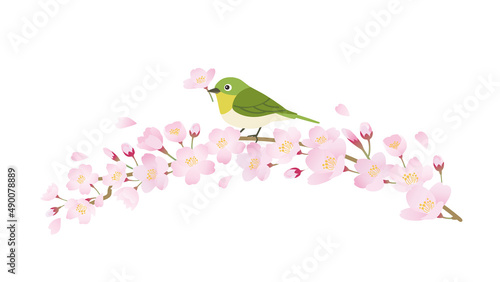 桜　春　めじろ　桜の枝