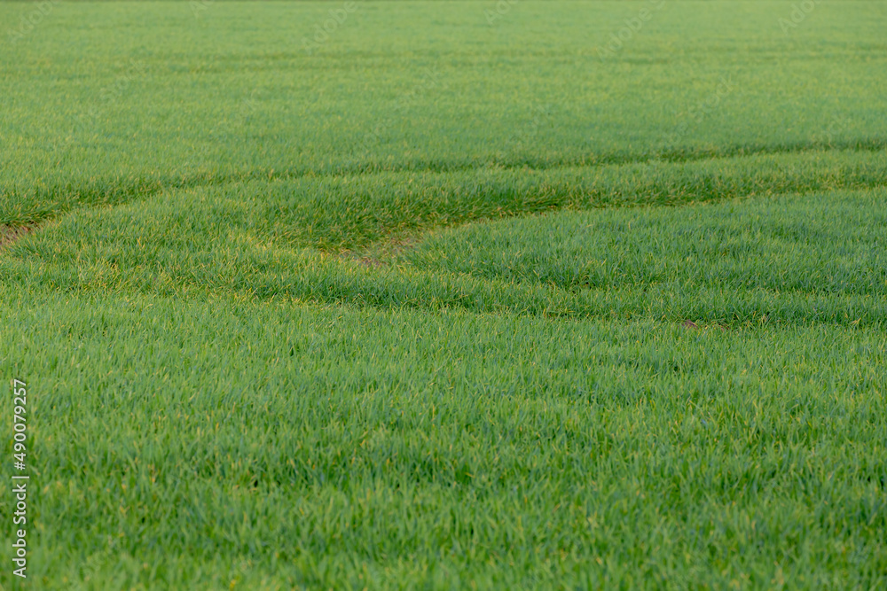 Selective focus grass on the field with tractor tracks from farmer, Green grass meadow with curve trail and sunlight, Nature pattern background, Free copy space for your text. Selective focus grass on the field with tractor tracks from farmer, Green grass meadow with curve trail and sunlight, Nature pattern background, Free copy space for your text.