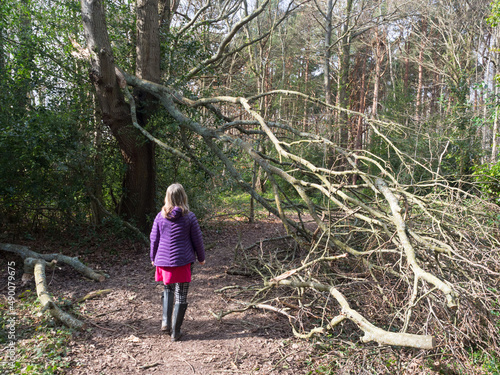 A lady walks along a woodland path in black boots towards a recently fallen tree due to storm Eunice .The tree lies across the footpath photo