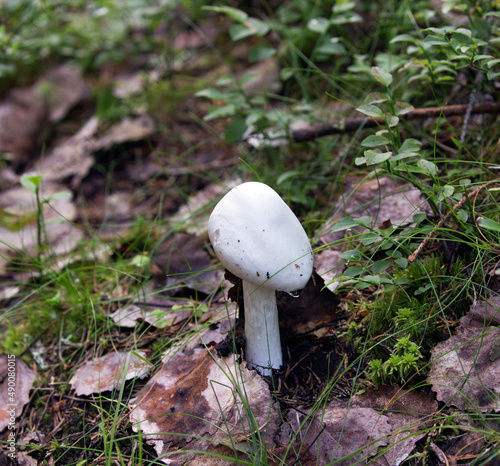 View of amanita bisporigera deadly poisonous mushroom