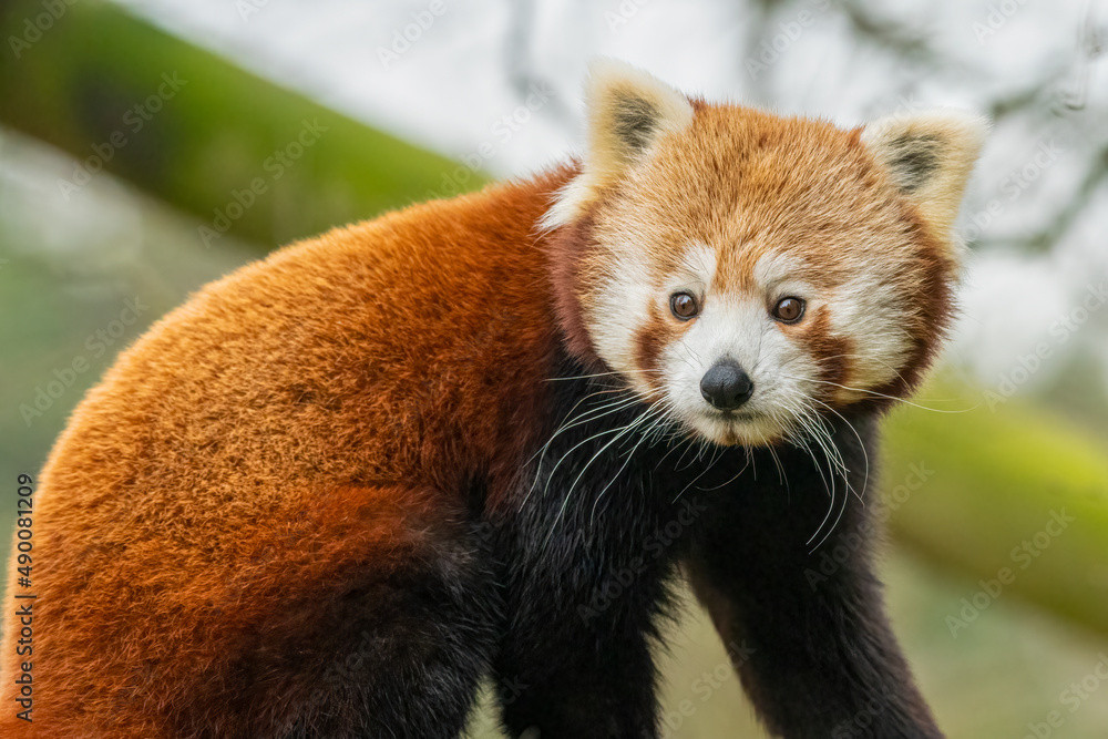 Fototapeta premium Cute red panda (Ailurus fulgens) in the zoo. Endangered animal from the Himalayas. 