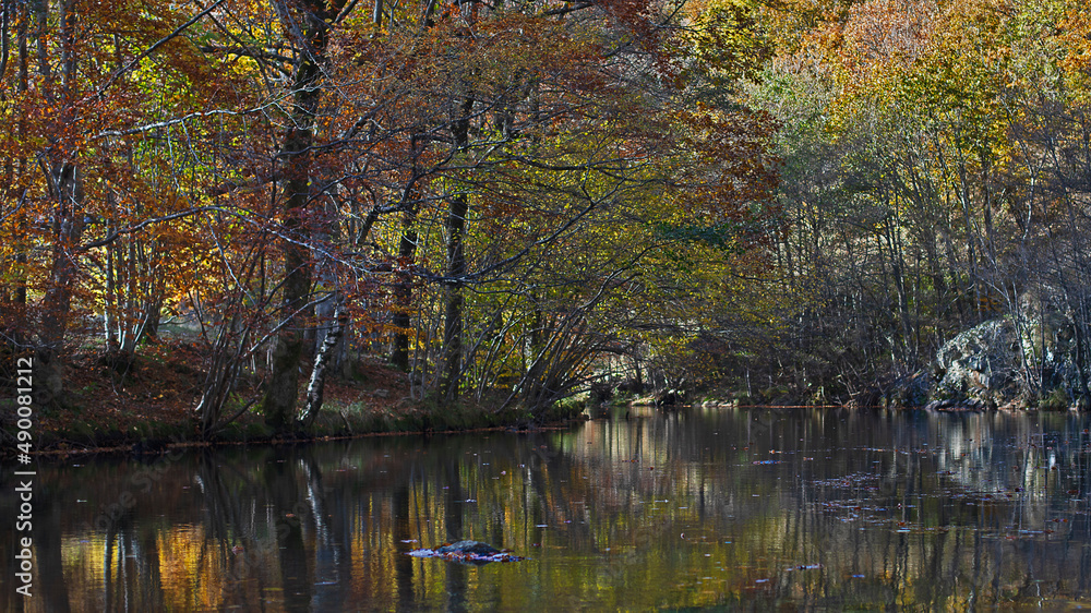 Rivière qui coule paisiblement au milieu d'une forêt en automne dans la nature des Cévennes en France.