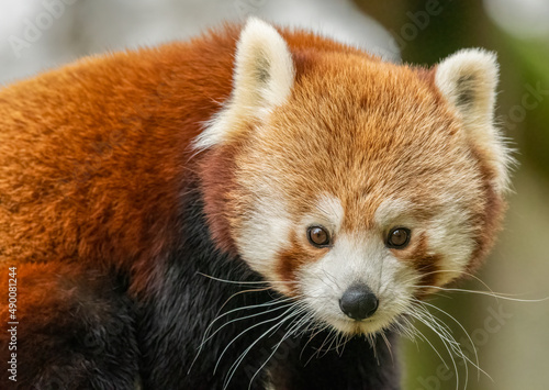 Red panda (Ailurus fulgens) closeup portrait. Adorable Asian animal
