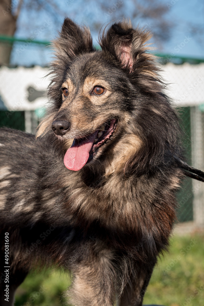 Fototapeta premium Poor mutt dog in the shelter