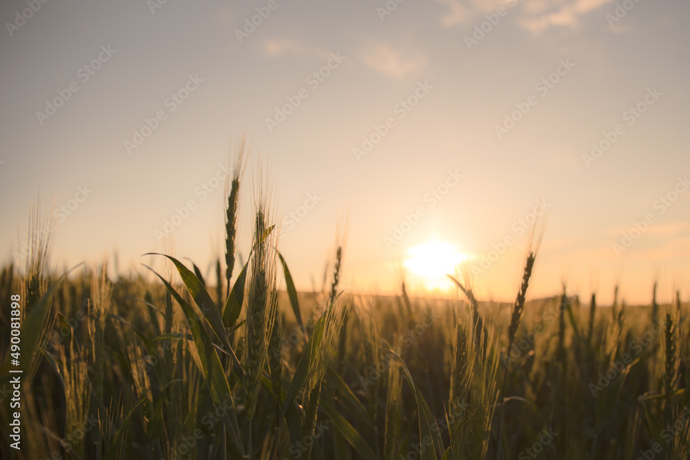 小麦畑の夕暮れ 小麦畑の夕暮れ