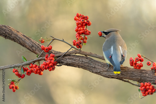 Cedar Waxwing eating red berries photo