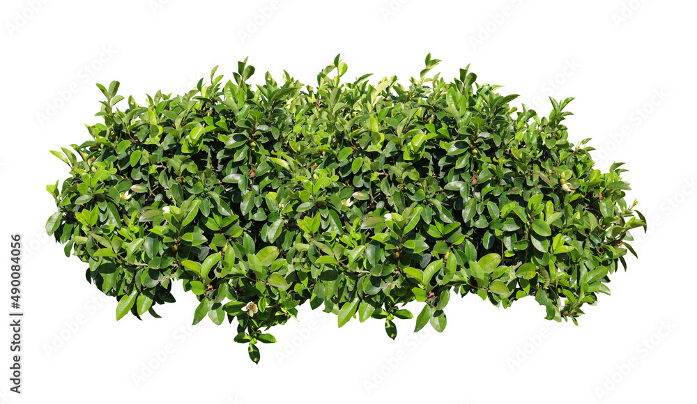 Fototapeta premium Tropical plant flower bush tree isolated on white background with clipping path.