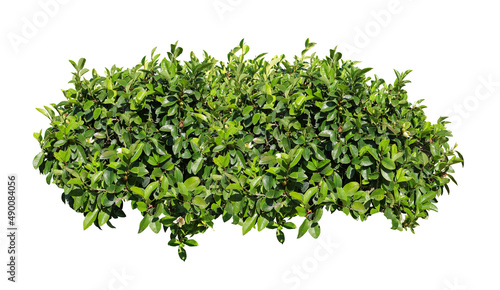 Tropical plant flower bush tree isolated on white background with clipping path.