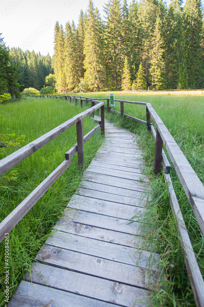  Wooden footpath over wetland at natural reserve. Summer day. Natural light. Adventure in nature.