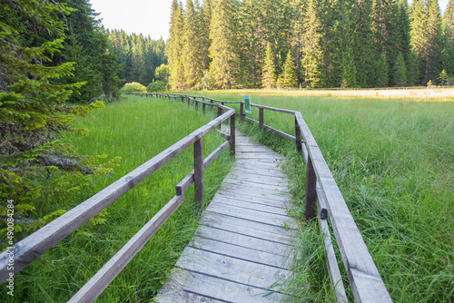  Wooden footpath over wetland at natural reserve. Summer day. Natural light. Adventure in nature.