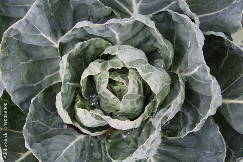 Fototapeta premium This lovely vegetable is cabbage