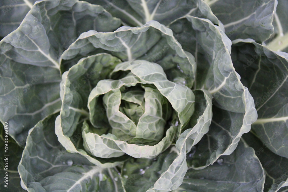 This lovely vegetable is cabbage