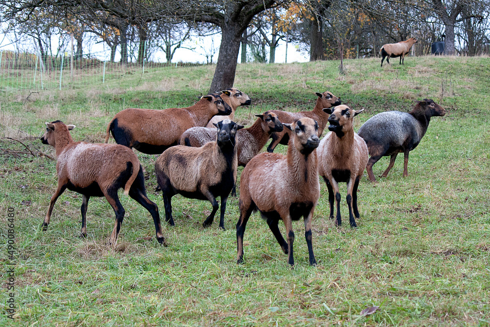 Barbados Blackbelly Schafe