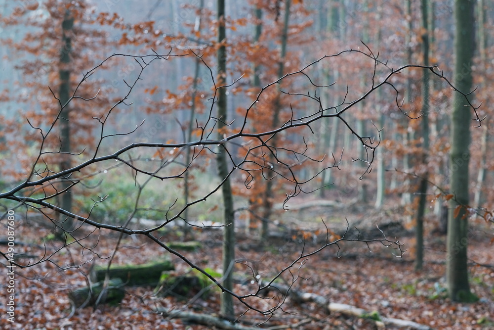 Ein Ast mit Regen Tropfen drauf zeichnet auf dem unscharfen bunten Hintergrund des grün roten Waldes eine dünne, dunkle Zeichnung. Ein Ast mit Regen Tropfen drauf zeichnet auf dem unscharfen bunten Hintergrund des grün roten Waldes eine dünne, dunkle Zeichnung.