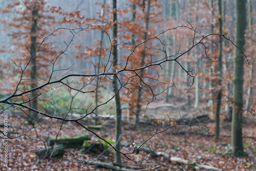 Wallpaper Mural Ein Ast mit Regen Tropfen drauf zeichnet auf dem unscharfen bunten Hintergrund des grün roten Waldes eine dünne, dunkle Zeichnung. Torontodigital.ca