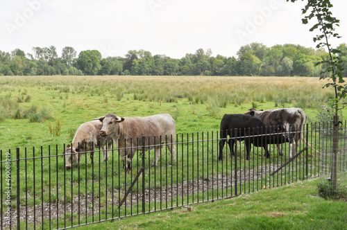 Fototapeta Naklejka Na Ścianę i Meble -  Cows grazing by the side of the road.