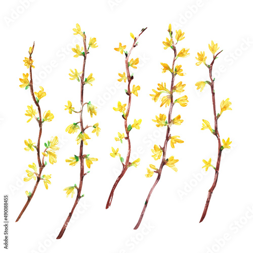 Photo Hand drawn watercolor forsythia branches