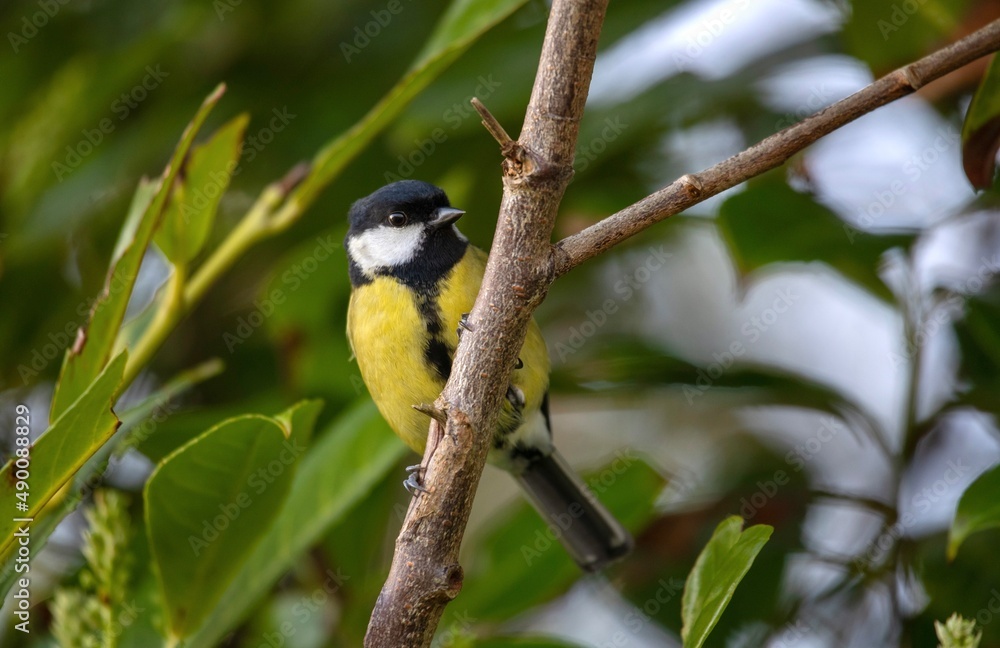 Obraz premium Close up on blue tit bird perched on a tree branch