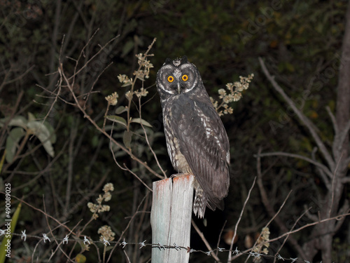 Stygian Owl - Asio stygius – mocho-diabo photo