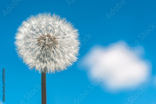 Close-up  dandelion. Against the background of a blue sky with clouds.