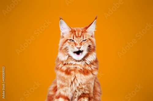 Obraz na płótnie funny cat portrait looking shocked or surprised on background