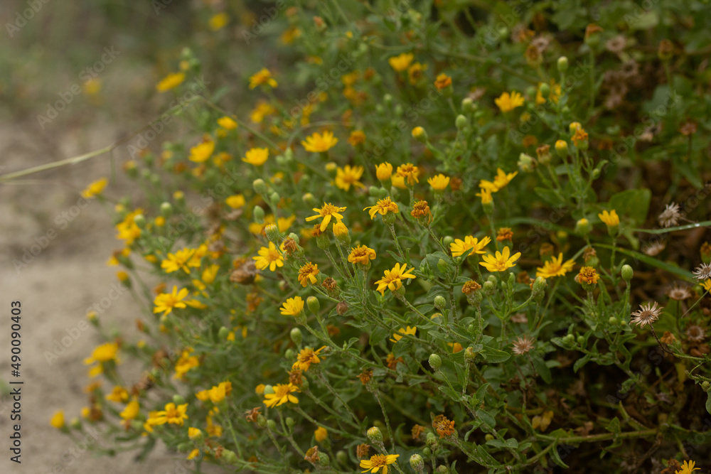 Group of Small Yellow Blooming Flowers