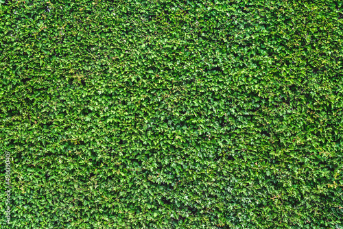 The hedge wall is a rich beautiful green color. Texture, background.