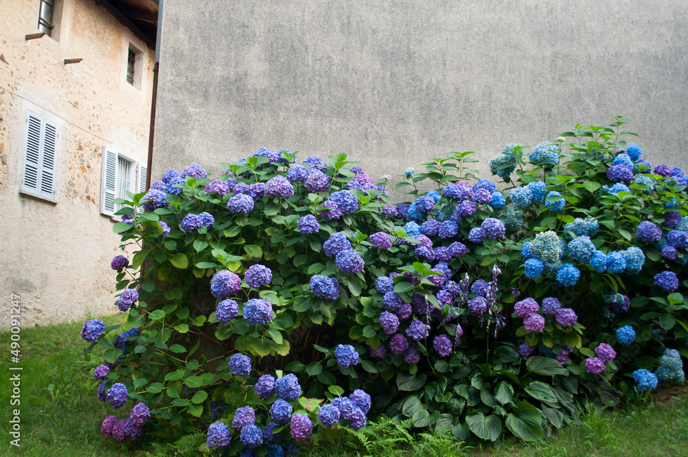 Fototapeta premium Colorful Hydrangea Plant. Trivero, Biella