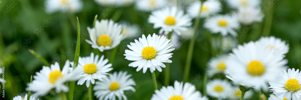 Panoramic image with white daisies in grass. Natural background Panoramic image with white daisies in grass. Natural background