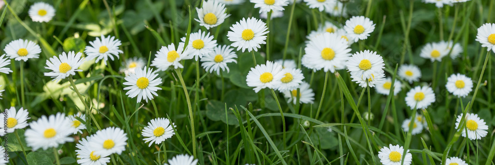 Fototapeta premium Panoramic image with white daisies in grass. Natural background