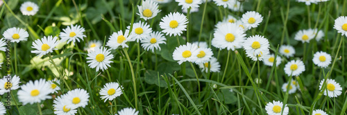 Panoramic image with white daisies in grass. Natural background