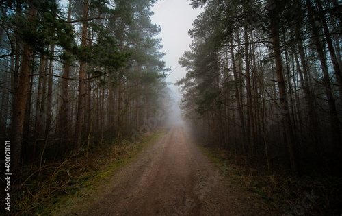 country road in Pine forest in foggy weather © luchschenF
