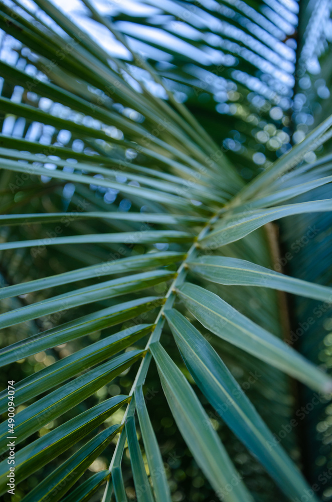Green palm leaves close up nature background Green palm leaves close up nature background